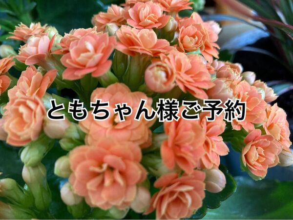 ともちゃん様ご予約 スマホポーチ ピンクレース2点