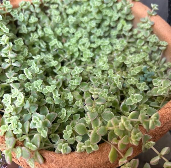 リトルミッシー 多肉植物 カット苗 園芸