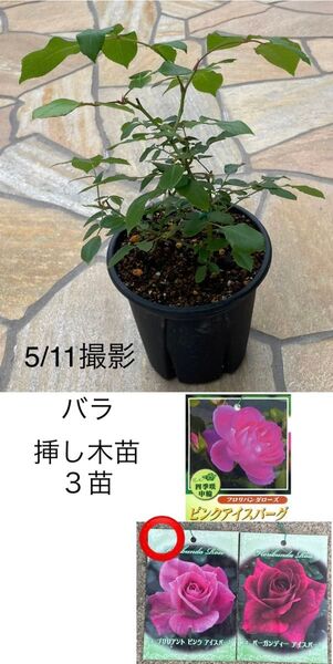 バラ 挿し木苗 3苗 ブリリアントピンクアイスバーグ★四季咲き 木立性 耐暑性★ネコポス発送♪