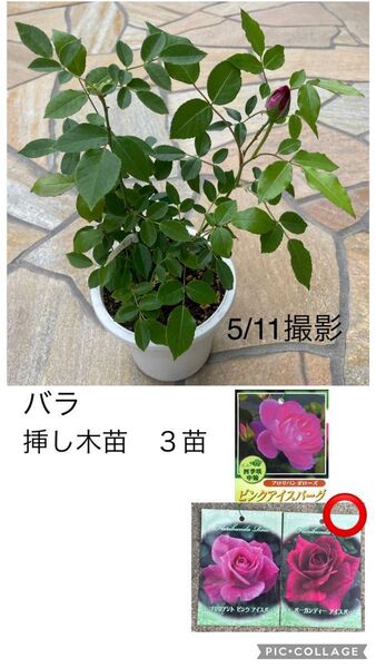 バラ 挿し木苗 3苗★バーガンディーアイスバーグ 四季咲き 木立性 耐暑性★アイスバーグ ネコポス発送♪
