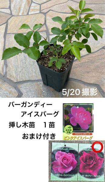 バラ 挿し木苗 1苗★アイスバーグ 四季咲き 木立性★バーガンディーアイスバーグ★おまけ付き ネコポス発送♪
