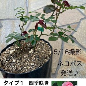 タイプ1 バラ挿し木苗 2苗★シュラブ 四季咲き コーラルピンク 強香★耐寒性 耐暑性 耐病性★ネコポス発送♪