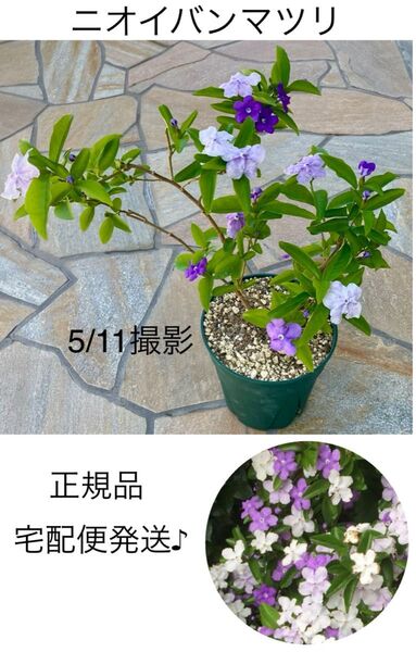 ニオイバンマツリ 1鉢 苗木★正規品 半耐寒性常緑低木 鉢植え 庭木 芳香★宅配便発送♪