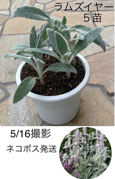 ラムズイヤー 挿し木苗 5苗★多年草 ハーブ★ドライフラワー 寄せ植え グランドカバー★ネコポス発送♪