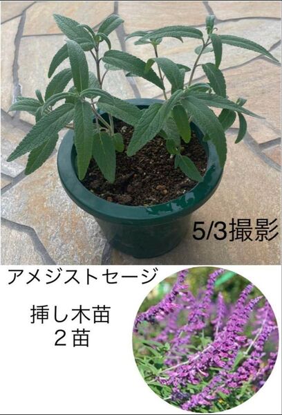 アメジストセージ 挿し木苗★2苗 宿根草 耐寒性多年草★メキシカンセージ サルビア・レウカンサ★ネコポス発送♪