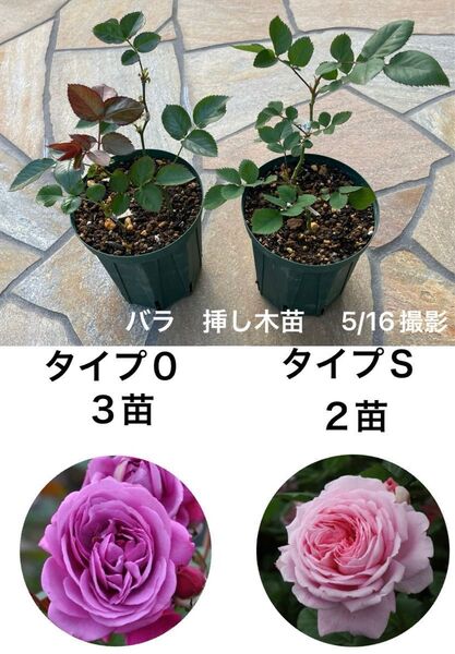 タイプS タイプ0 バラ 挿し木苗 5苗★ピンク系 紫系 四季咲き 返り咲き★耐病性 ネコポス発送♪