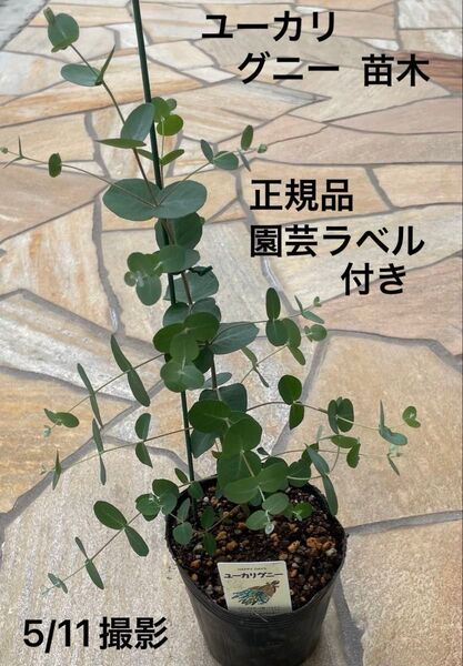 ユーカリ グニー 苗木★正規品 園芸ラベル付き★常緑高木 シンボルツリー ネコポス発送♪②