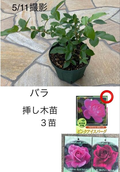 バラ 挿し木苗 3苗 ピンクアイスバーグ★四季咲き 木立性 耐暑性★ネコポス発送♪