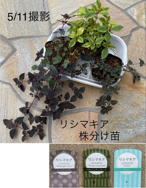 リシマキア 3種類 3苗★リッシー ミッドナイトサン ペルシャンチョコレート★宿根草 寄せ植え グランドカバー ネコポス発送♪
