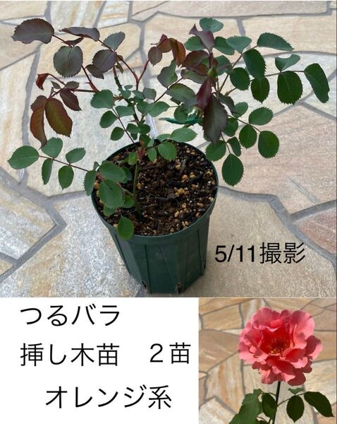 タイプ1 バラ 挿し木苗 2苗★つるバラ オレンジ系★中輪 強香 返り咲き 耐暑性★ネコポス発送♪