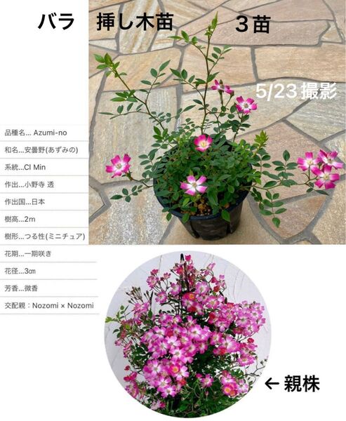 タイプ1 バラ 挿し木苗 3苗 安曇野 あずみの★つるバラ 一季咲き 極小輪 ピンク〜濃ピンク系★耐病性 耐寒性★ネコポス発送♪