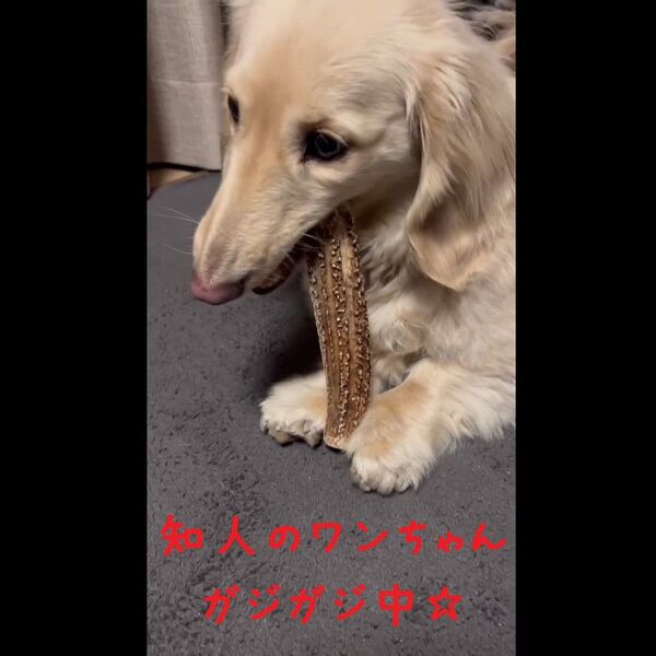【鹿の角ドッグガム・Lサイズ】大型犬向け【ワンちゃんのデンタルケアに!】