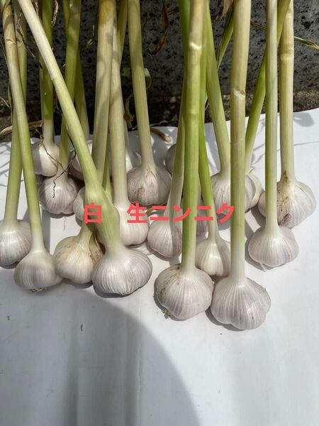 令和7年度産 福地6片生ニンニク