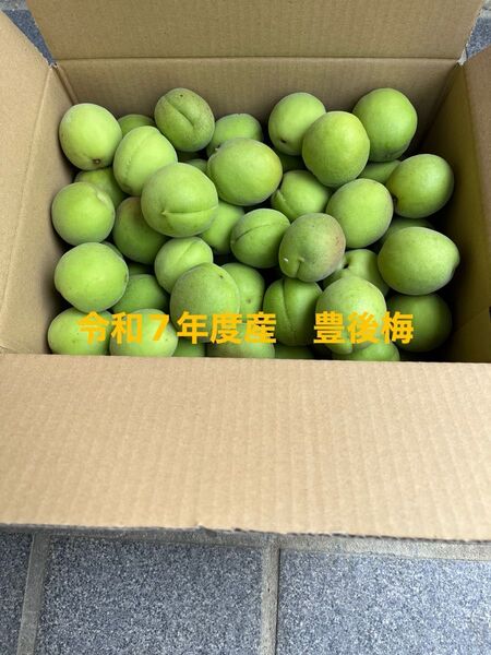 愛知県令和7年度産 豊後梅 2.5kg