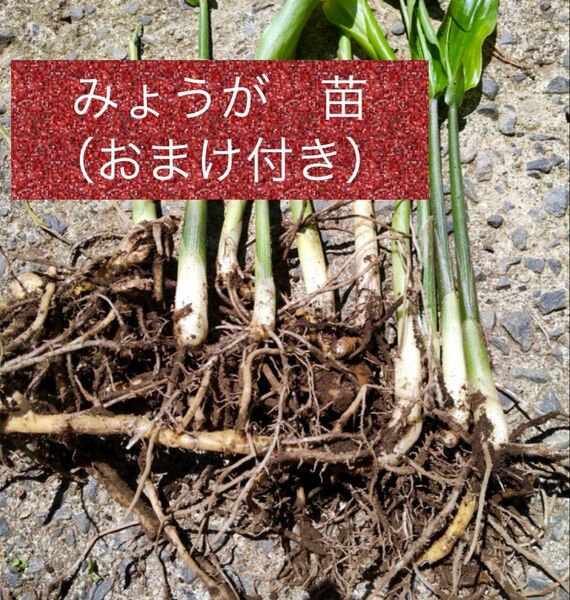 農薬不使用 みょうが苗 7本+おまけ付き そのまま植えられます
