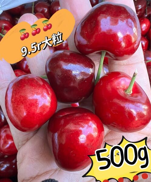 超大粒!9.5r アメリカンチェリー500g 母の日 父の日 中元 家庭用 数量限定 ポスト投函 さくらんぼ 車厘子 美國櫻桃