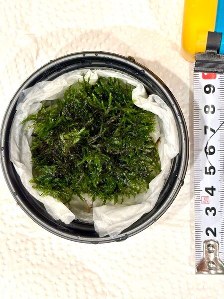 南米 ウィローモス