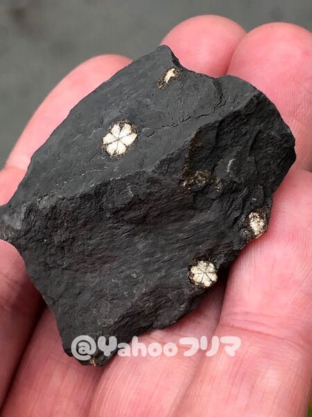 国産鉱物 小中 桜石(4つ付き!)
