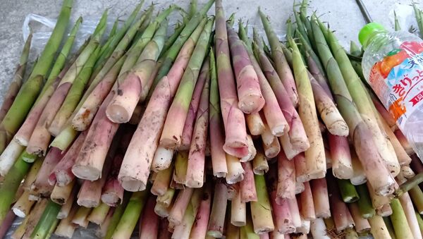 新潟県産 朝採れ根曲がり竹 1.2kg 天然 姫竹 山菜