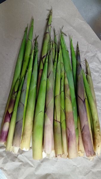 根曲がり竹 1kg 新潟県産 天然 山菜