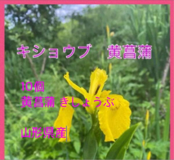 黄菖蒲 キショウブ 山形県産 あやめ科 球根です。黄菖蒲 黄色の花 10株 株分け苗
