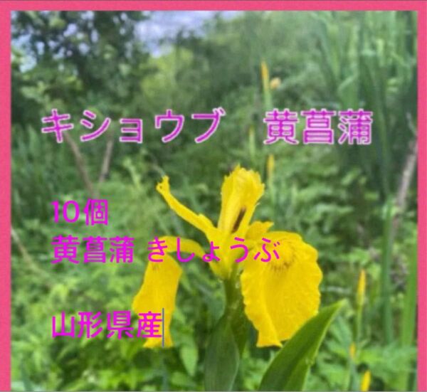 黄菖蒲 キショウブ 山形県産 あやめ科 球根です。黄菖蒲 黄色の花 10株 無農薬