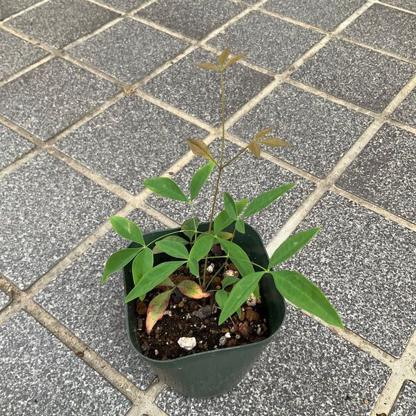 南天苗1株 実生 赤実