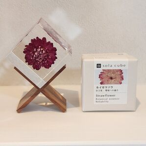 Sola cube カイガラソウ 専用スタンド付き