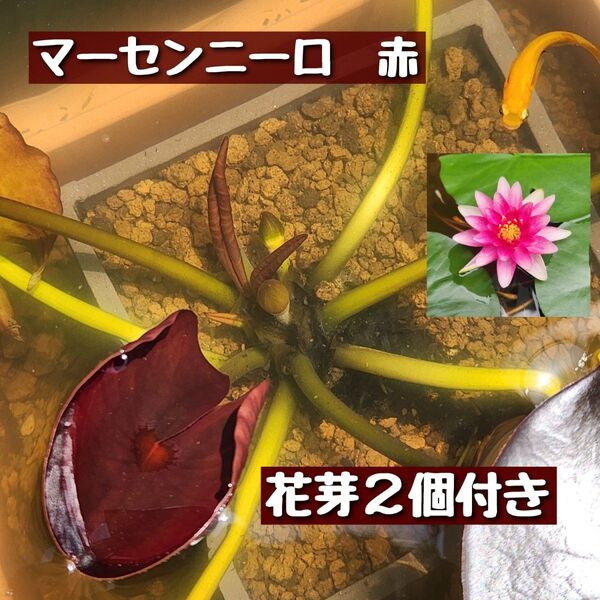 【5月末まで】マーセンニーロ【赤】抜き苗 花芽2個付き 温帯性睡蓮