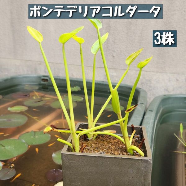 【5月末まで】ポンテデリアコルダータ苗 抜き苗3株