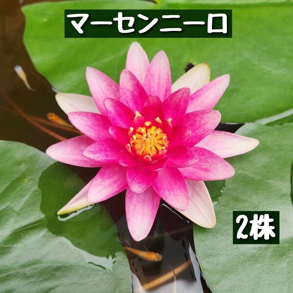 【5月末まで】マーセンニーロ 抜き苗 2株 温帯性睡蓮 ②