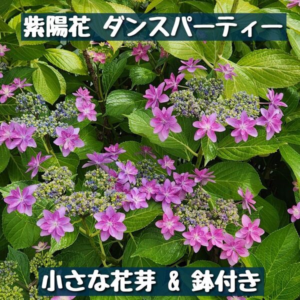 【紫陽花】ダンスパーティー 小さな花芽&5号鉢付き