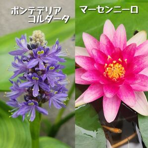 【5月末まで】ポンテデリアコルダータ&マーセンニーロ 抜き苗 ②