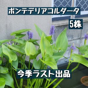 【今季ラスト出品】ポンテデリアコルダータ苗 抜き苗5株