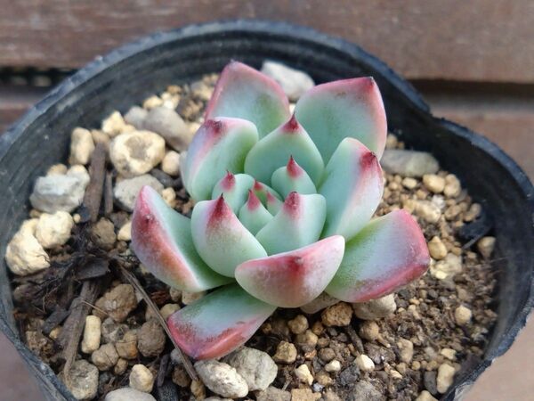 そわそわXリンゼアナ エケベリア 抜き苗 おらいさん苗青札(札なし) 多肉植物