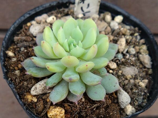 ちょこん 多肉植物 エケベリア 抜き苗 ミックスベリア