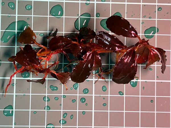 ブセファランドラ sp ヘレナブラウニー 水中葉 無農薬 x1pcs 水中葉 Bucephalandra sp