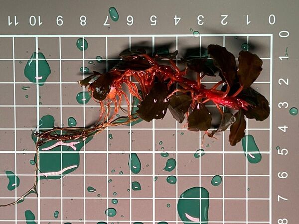 ブセファランドラ sp ヘレナブラウニー 水中葉 無農薬 x1pcs 水中葉 Bucephalandra sp