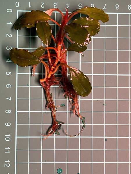 ブセファランドラ sp. ヘレナブラウニー(水中葉・無農薬)x1pcs。 ブセファランドラ Bucephalandra