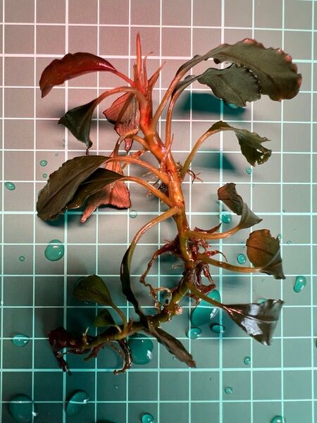 ブセファランドラ sp. ヘレナブラウニー(水中葉・無農薬)x1pcsブセファランドラ Bucephalandra