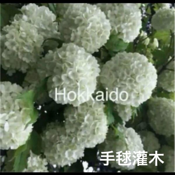 花芽有り!レア!北海道 手毬肝木 テマリカンボク 根付き苗