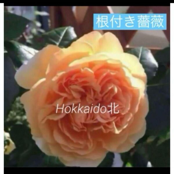 イングリッシュローズ アプリコット色 薔薇 四季咲き つるバラ 苗