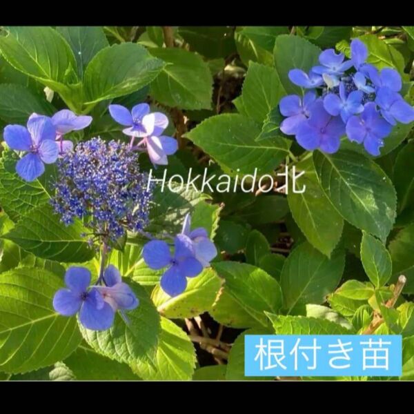 紫陽花 ガクアジサイ 紫 挿し木 根付き苗