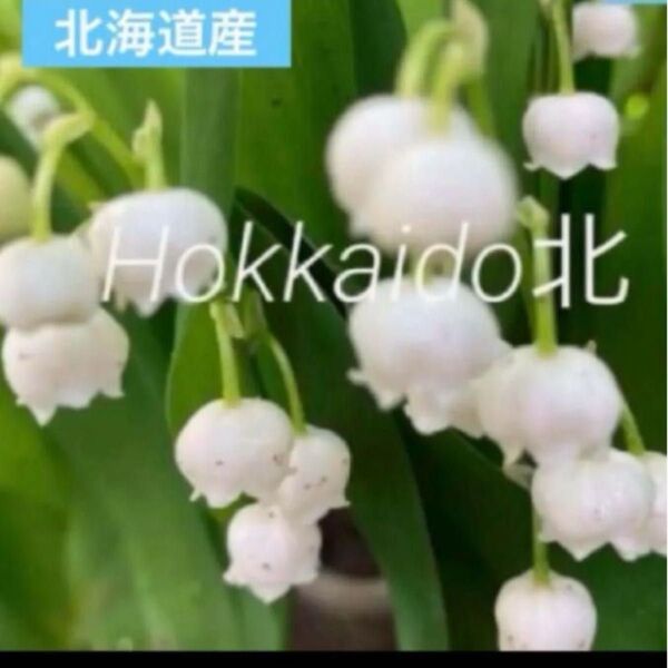 初夏の花 北海道産 スズラン 鈴蘭 抜き苗 3芽〜4芽