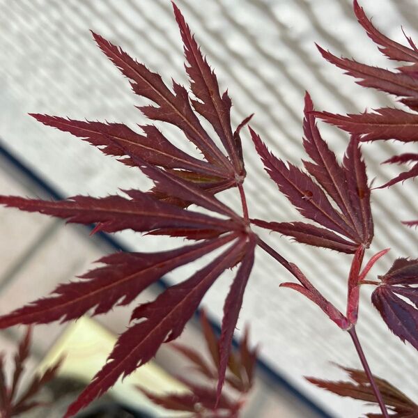 紅葉 ノムラモミジ? 苗木 盆栽 芽吹き始め