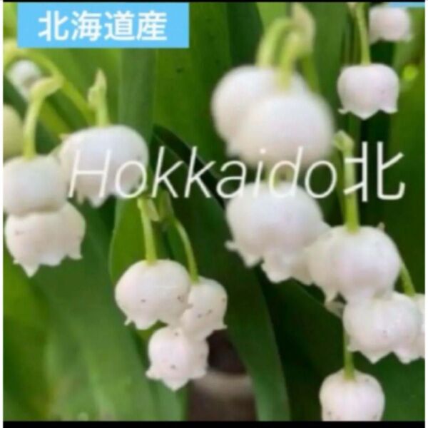 初夏の花 北海道産 スズラン 鈴蘭 抜き苗 3芽〜4芽