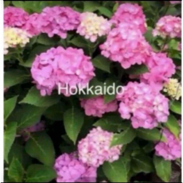 紫陽花 ピンク 根付き苗 抜き苗