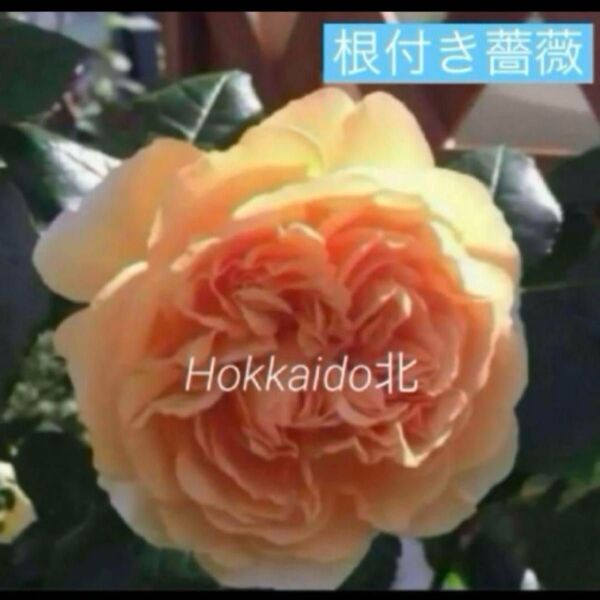 イングリッシュローズ アプリコット色 薔薇 四季咲き つるバラ 苗