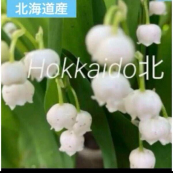 初夏の花 北海道産 スズラン 鈴蘭 抜き苗 3芽〜4芽 到着後根を水に数時間浸して下さい