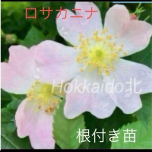 ロサカニナ 挿し木苗 抜き苗 ローズヒップ